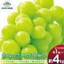 【ふるさと納税】【内容量が選択可能】信州須坂産 高級シャインマスカット 約1kg 約1.2kg 約1.5kg 約2kg 約3kg 約4kg《須坂荒井果樹園》■2025年発送■※9月中旬頃～11月中旬頃まで順次発送予定 果物 ぶどう フルーツ 果物類 シャインマスカット 先行予約 予約