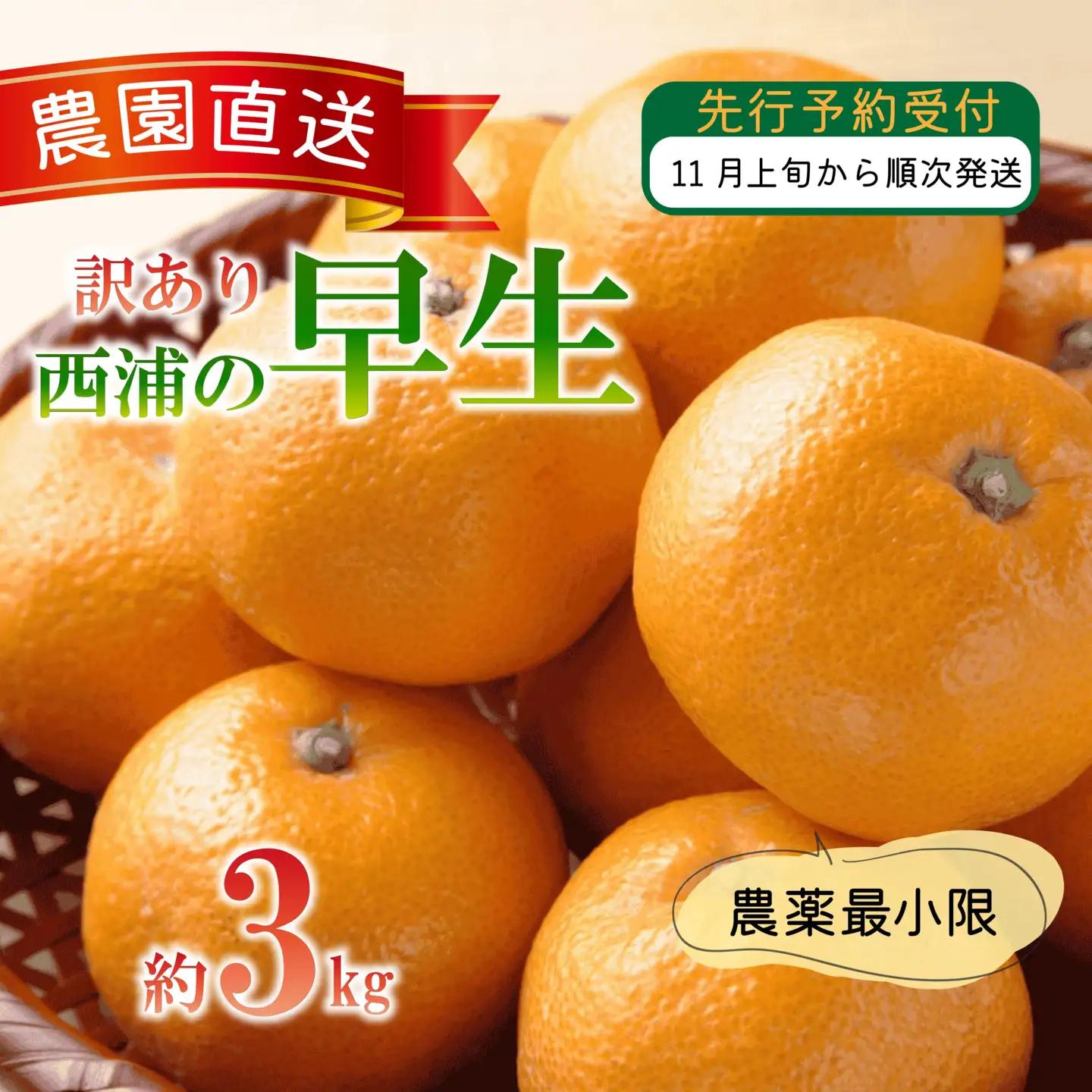 【訳あり】 早生 みかん 3kg 西浦 早生みかん 木負観光みかん園