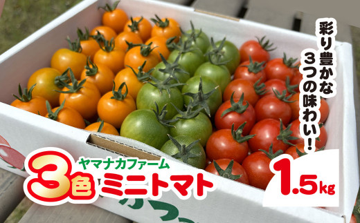 3色ミニトマト　1.5㎏  /ふるさと納税 トマト リコピン サラダ イタリアン 健康 美容 千葉県 白子町 送料無料【SHAK001 】