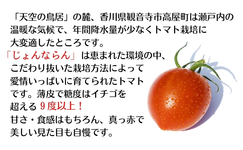 ミニトマト 定期便 全12回 じょんならんトマト 香川県産 瀬戸内 じょんならん フルーツトマト 約1.6kg シャインマスカット 2房 ぶどう 高屋町 糖度9度以上 甘い 薄皮 皮ごと 真っ赤 天空