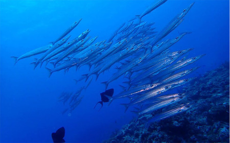 久米島ファンダイビング利用券1名様　1日3ダイブ