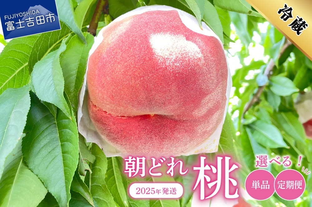 【2025年発送】山梨の朝どれ桃 【単品 定期便 が選べる】 もも 山梨県産桃 果物 くだもの 果物 フルーツ 山梨 富士吉田