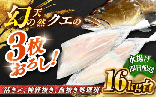 天然クエ（16キロ台・3枚おろし） 《壱岐市》【壱岐島　玄海屋】[JBS090]   135万 1500000 1500000円 150万円