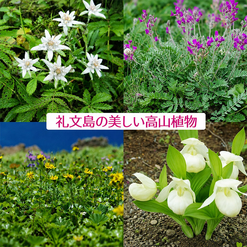【9月30日受付終了】【礼文島リボンプロジェクト】北海道 礼文島 香深産 上品な旨み 利尻昆布しょうゆ 500ml×5本(ピンバッジ付)［香深漁業協同組合］【 醤油 しょうゆ 昆布しょうゆ だし醤油 