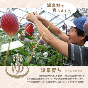 完熟マンゴー！いぶすきの温泉熱で育てた温泉完熟マンゴー約2kg4～6個【2024年 発送】(T＆P/S-002）マンゴー 完熟マンゴー マンゴージェラート