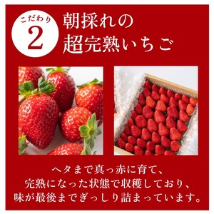 【1～4月発送】きらぴ香 大粒 900g  森木農園 牧之原市 静岡県