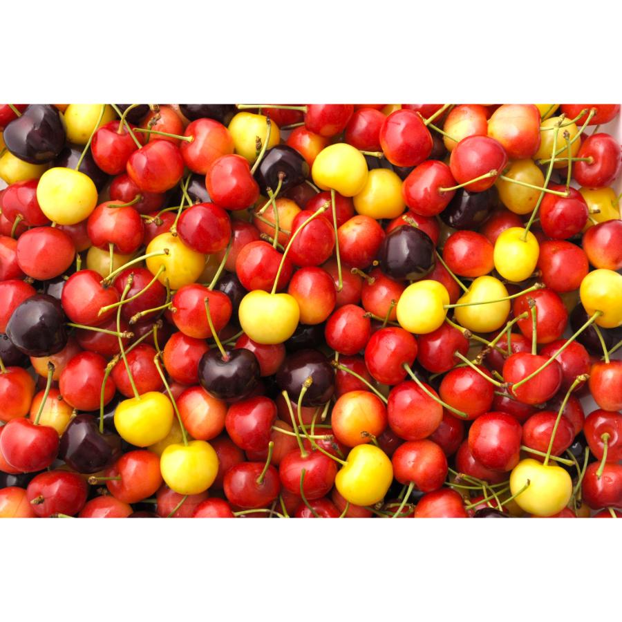 ＜大橋さくらんぼ園＞さくらんぼ詰め合わせバラ500g×2種
