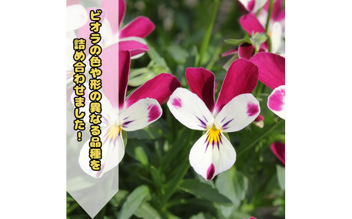 オリジナルビオラ詰め合わせ（5種）/ 花 インテリア 苗 自然 ナチュラル 緑 栽培 趣味 【見元園芸】 [ATHY006]