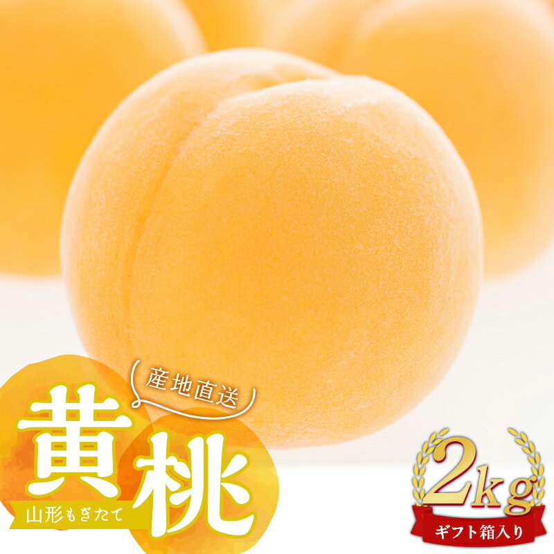 【ふるさと納税】 【先行受付 令和8年度発送】山形もぎたて黄桃約2kg ギフト箱入り もも モモ 桃 デザート フルーツ 果物 くだもの 果実 食品 山形県 FSY-2537
