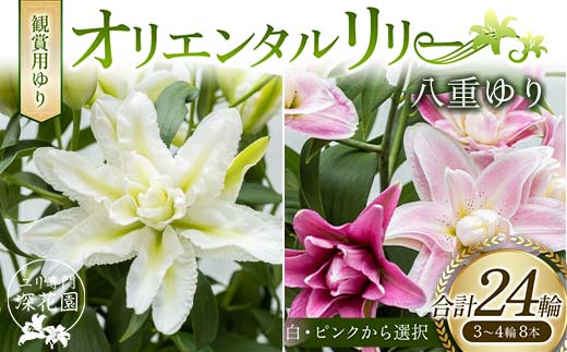 
ユリ専門＜深花園＞観賞用ゆり オリエンタルリリー 八重ゆり 3～4輪8本 F23R-512
