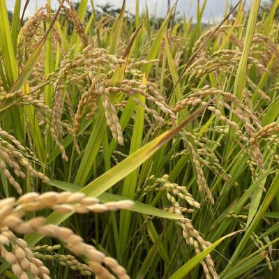 ふるさと納税 与謝野町 数量限定!令和7年産米 自然循環農業で育った京都与謝野町産コシヒカリ「京の豆っこ米」　精米25kg |  | 01