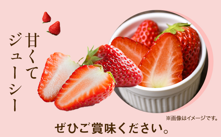 いちご 紅ほっぺ 約1kg(250g×4パック) JA笠岡アグリ《2026年1月中旬-4月上頃出荷》いちご イチゴ ---A-24---