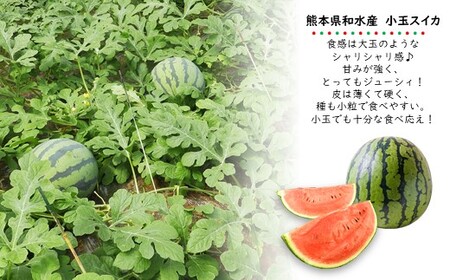  【 順次出荷中 ！】 小玉スイカ 熊本和水町産 スイカ 小玉 (2玉)