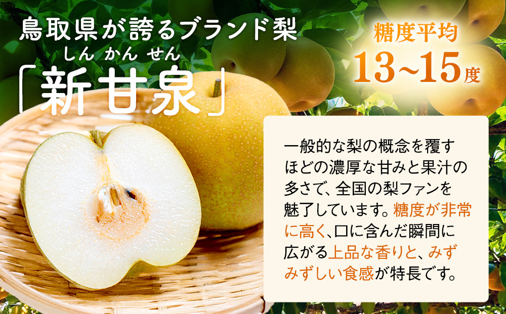 東商果樹園 新甘泉 (訳あり) 3kg【8月下旬以降お届け】