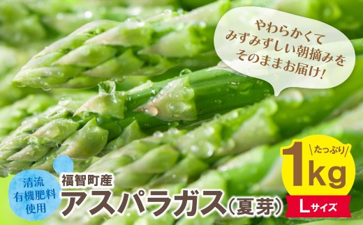 Z18-22-02 清流・有機肥料使用 アスパラガス(夏芽) 1kg(Lサイズ) 朝採り 旬 旬野菜 新鮮 アスパラ アスパラガス 野菜 とれたて お取り寄せ 福岡県 福智町 国産 九州産 送料無料