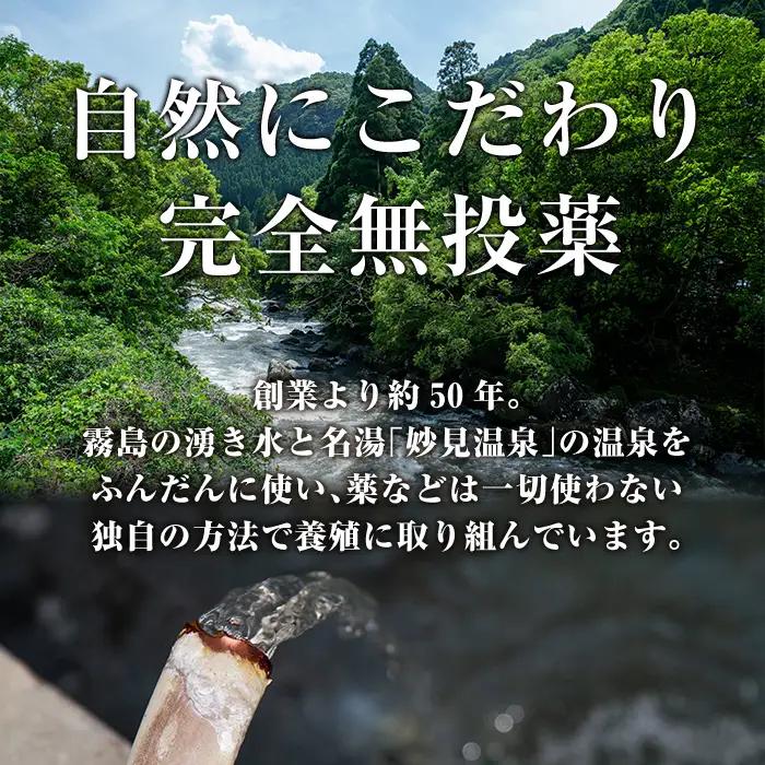A5-034-RT 数量限定！特別サイズ！霧島産うなぎ蒲焼き計380g以上(190g超×2尾)【田代水産】霧島市 国産 鹿児島県産 うなぎ 鰻 ウナギ 高級 蒲焼き 蒲焼 かばやき タレ