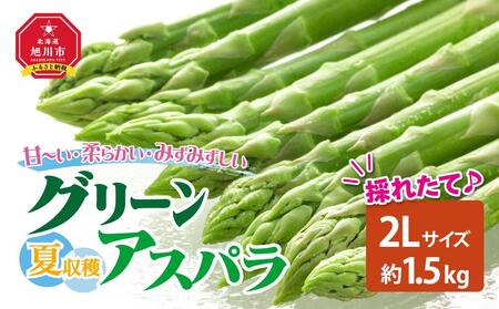【先行予約】夏収穫グリーンアスパラ 2Lサイズ 1.5kg（2025年7月下旬～発送開始予定） | アスパラ アスパラ アスパラ アスパラ アスパラ アスパラガス アスパラガス アスパラガス アスパラガス アスパラガス _00415