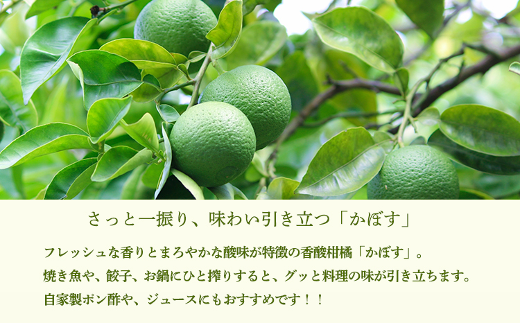 自家製ポン酢やサワーにおすすめ かぼすの手搾り果汁1L(業務用)  [保存料不使用10000円 ワンストップオンライン] TF0818-P00074