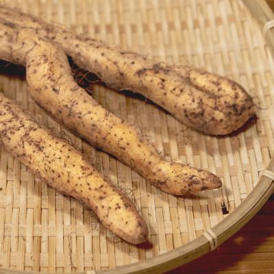 ふるさと納税 大石田町 雪国育ちの自然薯 訳あり スティック 約500g 野菜 やまいも じねんじょ 山形県 |  | 01
