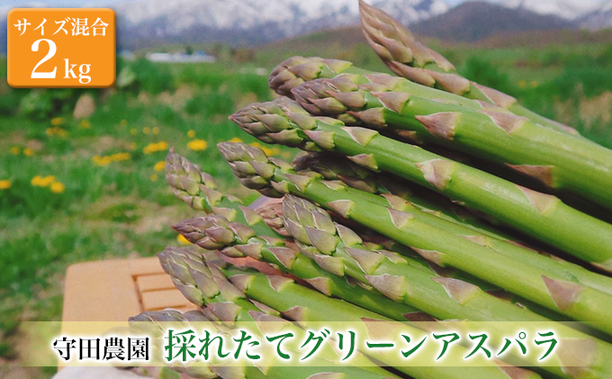【2026年4月～発送】北海道 ふらの グリーン アスパラガス 約2kg サイズ混合 (守田農園) 野菜 新鮮 直送 朝採り アスパラガス 道産 北海道 ふらの 