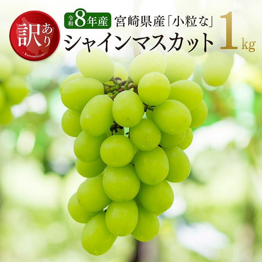 【ふるさと納税】【令和8年産】【訳あり】宮崎県産　小粒なシャインマスカット1kg - シャインマスカット 宮崎県産 九州産 川南町産 ぶどう ブドウ 葡萄 果物 フルーツ 種なし わけあり デザート 数量限定 期間限定 宮崎県 川南町 送料無料 B03401