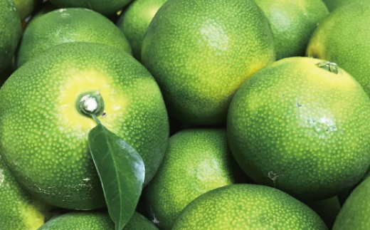 【先行予約】【2026年9月中旬～10月上旬頃に順次発送予定】【初秋の美味】【農家直送】有田育ちのご家庭用青切り有田みかん　10kg+200g(傷み補償分) ※北海道・沖縄・離島配送不可/ 和歌山 ミ