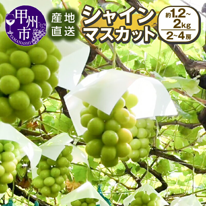 【ふるさと納税】 シャインマスカット 選べる内容量 約1.2kg～約2.0kg 2～4房 果物 人気 新鮮 産直 8月 9月 10月 発送 2025年発送 くだもの フルーツ 葡萄 ぶどう 産地直送 冷蔵 クール 甘い 贅沢 果実 山梨県 甲州市 期間限定 社員マスカット （SSI）