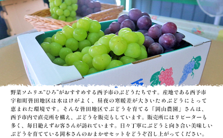 ＜西予の美味しいぶどう セレクトセット／マスカット＆黒系 約2kg＞ 果物 くだもの フルーツ ぶどう 葡萄 ブドウ セット 詰め合わせ つめあわせ 食べ比べ お楽しみ おまかせ 野菜ソムリエ 食べて