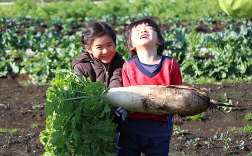 三浦半島 の 野菜 収穫体験【株式会社シテコベ】 [AKDQ001]