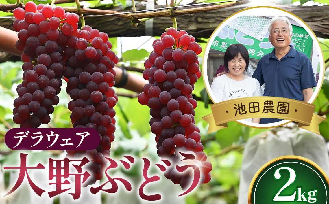
            No.250 【人気につき100セット限定】池田農園の大野ぶどう（デラウェア）約2kg ／ 葡萄 ブドウ 高糖度 大阪府 特産品
          