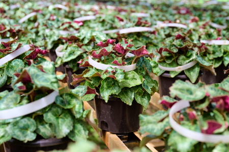 【先行受付11月20日より発送 数量・期間限定】鉢花 定期便 2回(11月・1月) 【鉢花 ふるさと納税 定期便】(H069116)