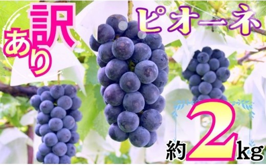 
                  訳あり ピオーネ 約 2kg ご家庭用 ぶどう 【2026年9月中旬頃～順次発送】 農家直送 山形県 朝日町産 山形産 家庭用 自宅用 不揃い 規格外 ブドウ 葡萄 グレープ 果物 フルーツ 秋 送料無料
                
