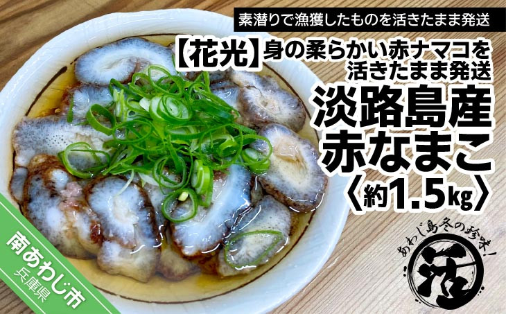 
            【あわじ島冬の珍味！身の柔らかい赤ナマコを活きたまま発送】淡路島産 赤なまこ（活）約1.5ｋｇ
          