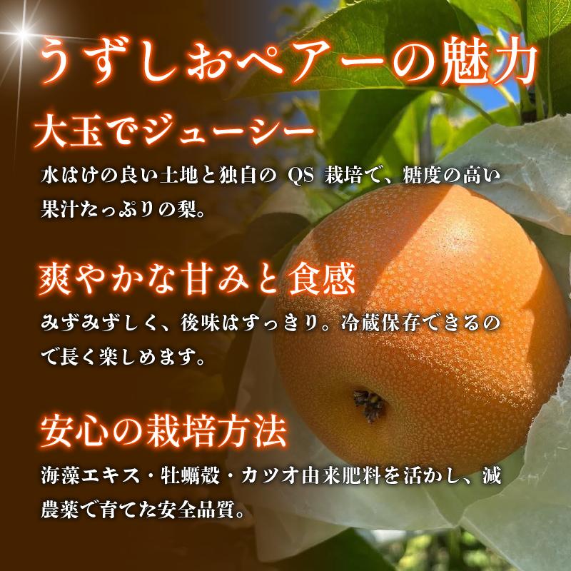 【2026年先行予約】梨 なし ご家庭用 2.5kg以上 5〜8玉 2026年 8月順次発送 うずしおペアー 果物 フルーツ デザート 旬 新鮮 季節 秋 人気 おすすめ ギフト プレゼント 贈答 贈
