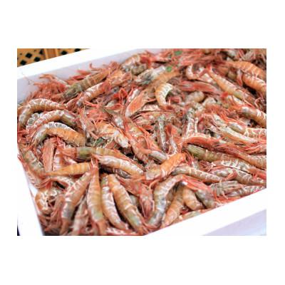 ふるさと納税 越前町 【JF福井漁連ブランド】船凍越前えび 500g |  | 02