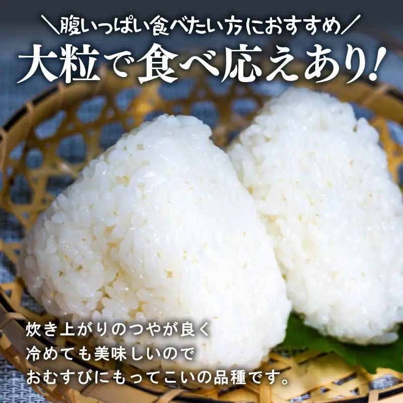 【先行予約】【令和8年産】定期便 ≪3ヶ月連続お届け≫ 化学肥料不使用 虹のきらめき 精米 5kg × 3回（合計15kg） / 白米 米 福井県あわら市産 美味しい 特別栽培米 減農薬 安心な米 旨