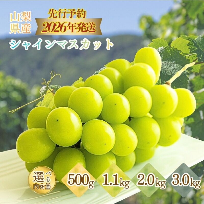 【ふるさと納税】【2026年先行予約】山梨県産 シャインマスカット 選べる500g以上～3.0kg 送料無料 やまなし 山梨 山梨県 シャイン 新鮮 美味しい 産地直送 贈答用 ギフト 山梨県産 フルーツ 果物 ぶどう 葡萄 ブドウ 旬 【都留市】