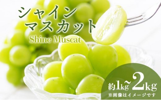 
            【選べる容量】＜2025年発送分 先行予約＞9月～10月発送お土産シャインマスカット1kg箱or2kg箱【029-a011/029-a012】
          