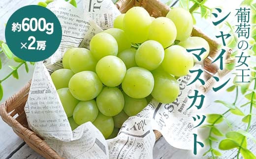 《先行予約》シャインマスカット 約1.2kg (約600g×2房) シャインマスカット マスカット ぶどう ブドウ 葡萄 フルーツ くだもの デザート 先行予約 予約 F4D-0075