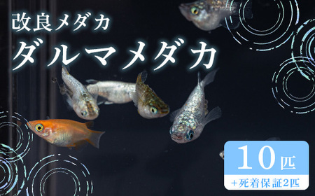 675 メダカ ダルマミックス 10匹 改良メダカ【トリハタめだか】