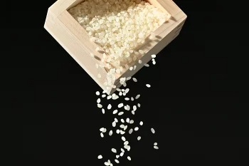 【令和7年産】水車の里　瑞穂蔵　那須町産コシヒカリ　5kg（5kg×1袋)）〔P-408〕 ※沖縄・離島への配送不可