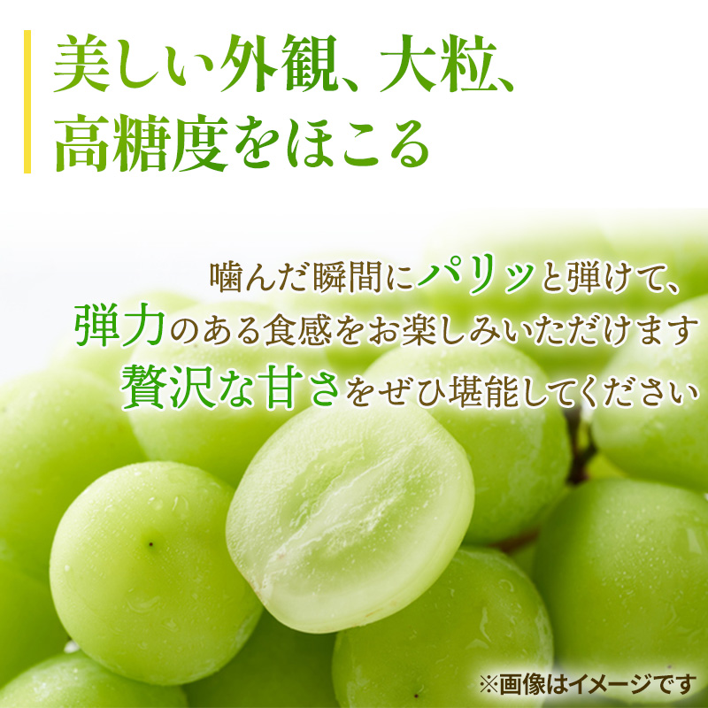 ぶどう 2024年 先行予約 シャイン マスカット 晴王 3房～6房 約2kg ブドウ 葡萄  岡山県産 国産 フルーツ 果物 ギフト