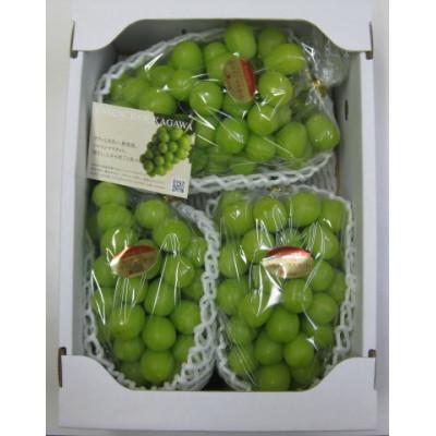 ふるさと納税 三豊市 【発送月固定定期便】三豊市ぶどう定期便全3回