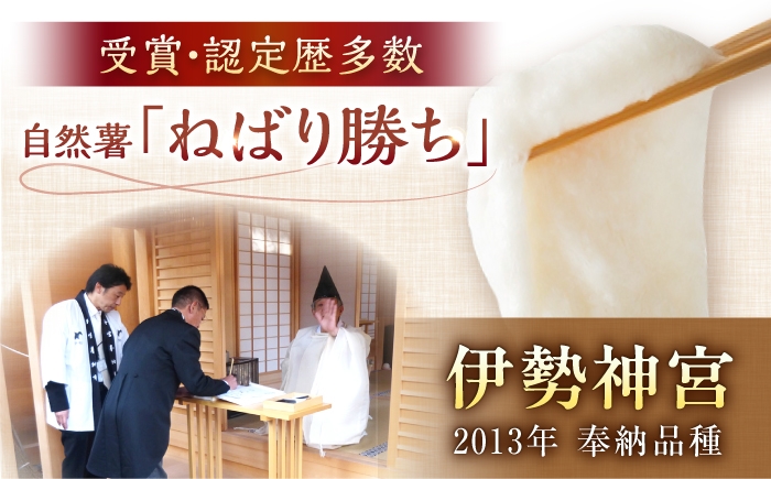 自然薯 とろろ 山芋 じねんじょ 産地直送 お取り寄せ 詰合せ 健康 新鮮 贈答 ギフト おすすめ 人気 岐阜県 恵那市