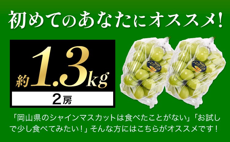 シャインマスカット 【2025年出荷先行予約】 厳選 シャインマスカット 約1. 3kg フルーツ 果物  岡山県産 秋旬 2房 シャイン マスカット 大粒から小粒まで不揃い 《2025年9月上旬-11月中旬頃に出荷予定(土日祝除く)》 ---ofn_cwsmx_ae911_25_13000_2---