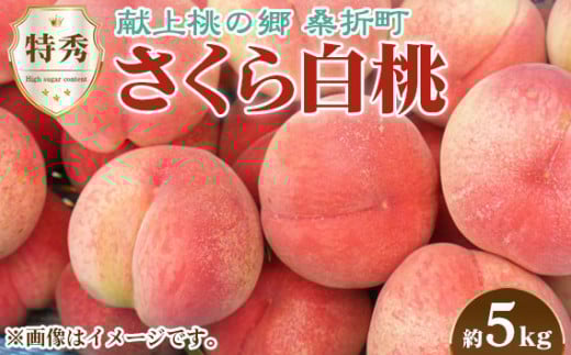 もも【さくら白桃・2026年産先行受付】特秀　5kg　桑折町産　JAふくしま未来　桃 ／ もも モモ 果物 フルーツ 旬 甘い 甘み ジューシー 果肉 果汁 新鮮 フレッシュ デザート おいしい 産地直送 桑折 こおり こおりまち 福島県 特産品 No.175