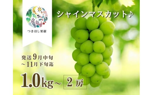 【産地直送】上山産・完熟シャインマスカット　１ｋｇ以上　ご家庭用　0140-2503
