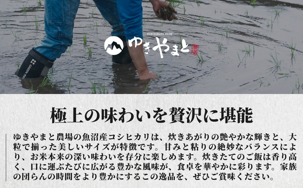 【令和8年産先行予約】【3ヶ月定期便】魚沼産  特別栽培米 コシヒカリ「ゆきやまと」20kg (5kg×4袋) ※節減対象農薬当地比5割減 ※東京米スターセレクション金賞受賞| こしひかり お米 おこ