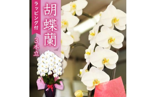 母の日 ギフト 花 人気 胡蝶蘭 3本立て スタンダード お祝い プレゼント 贈り物 贈答 須崎洋蘭園 SY002