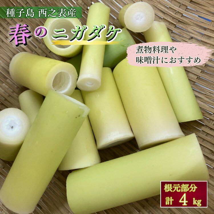 【ふるさと納税】＼ 先行予約 ／ 今が 旬 ! 種子島産　ニガダケ（根元部分のみ）計4kg